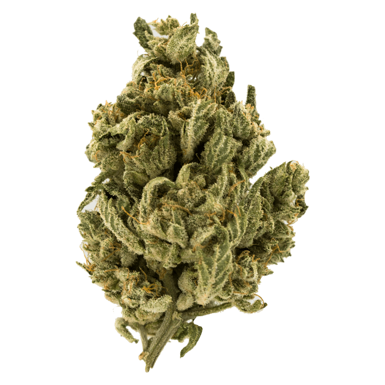 Mach1 | BC Weed Edible Canada Mach1 | BC Weed Edible Canada